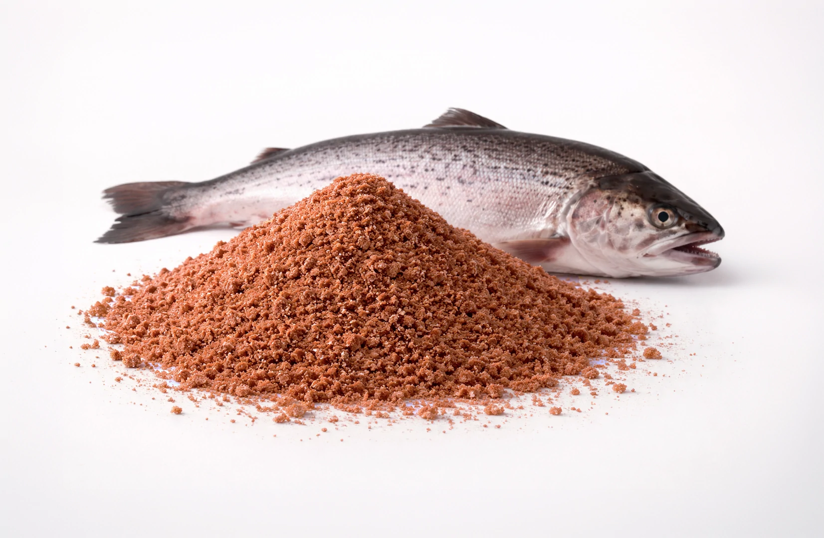 Salmon Meal